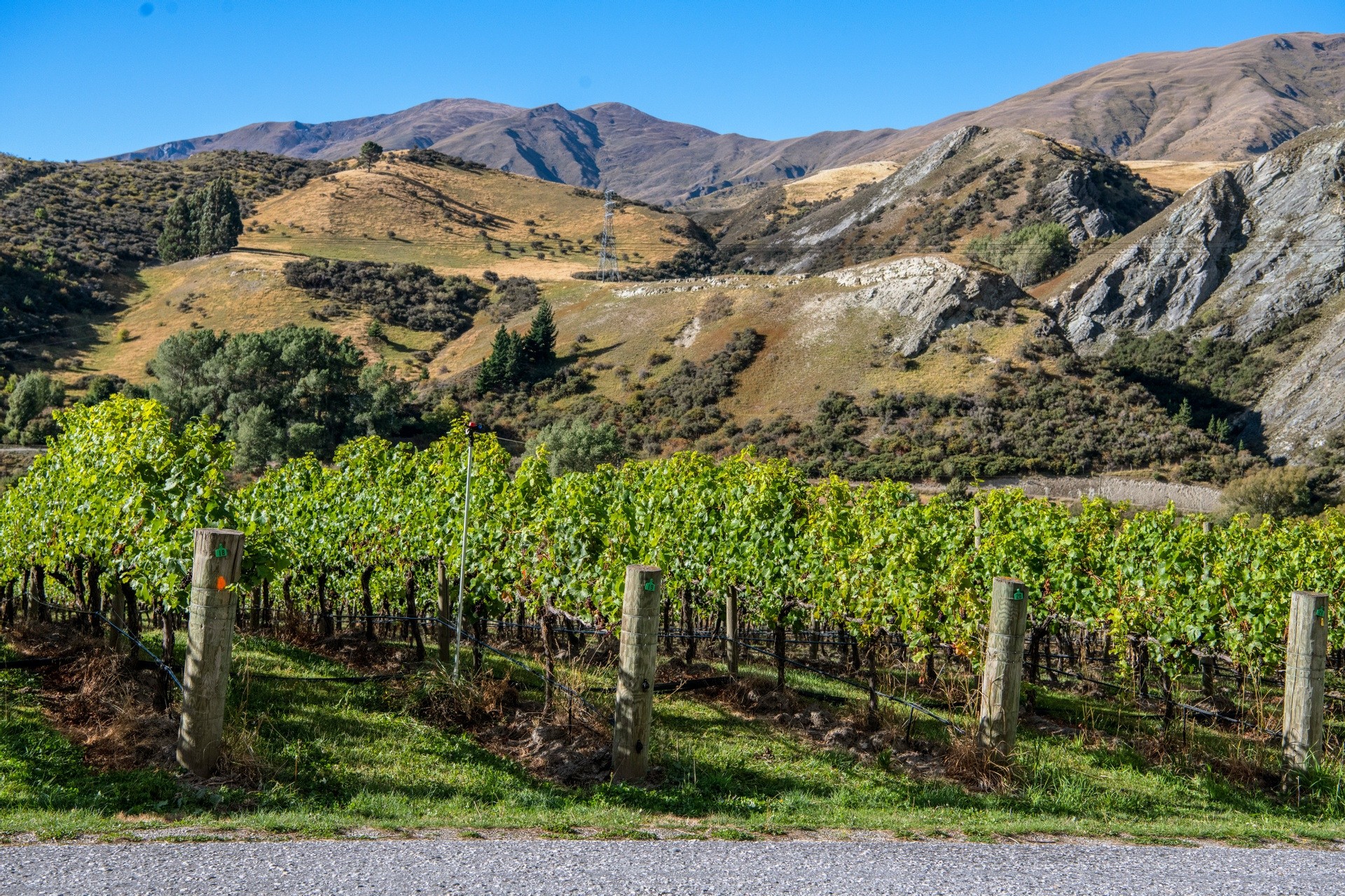 Weinreben mit Hügeln im Hintergrund in Neuseeland