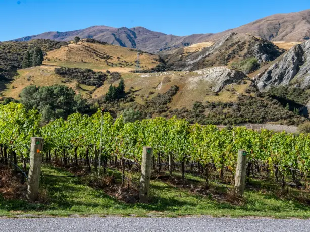 Weinreben mit Hügeln im Hintergrund in Neuseeland