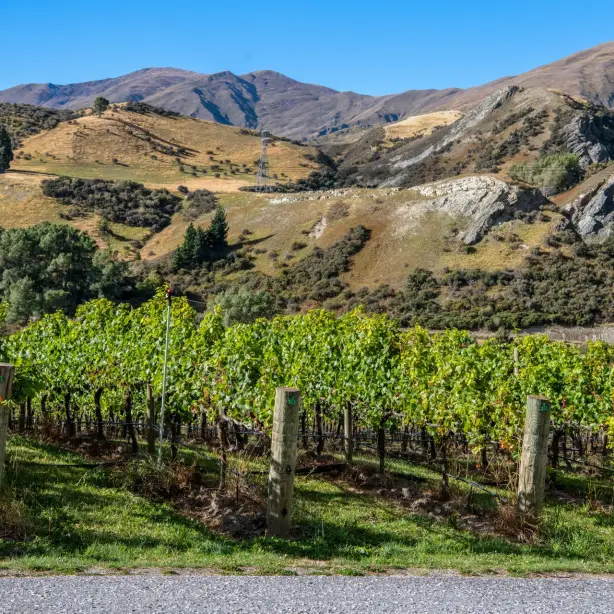 Winery in Gibbston Valley, Otago, New Zealand