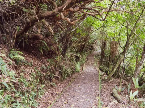 Nz south stewart island golden bay