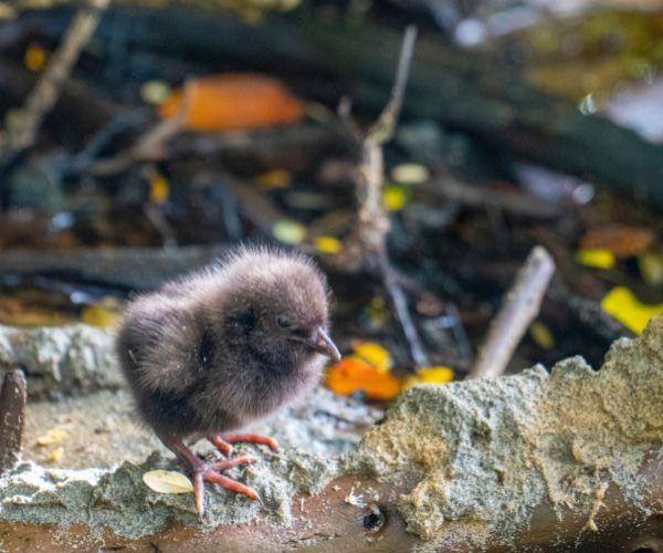 Neuseeländischer Weka Bird