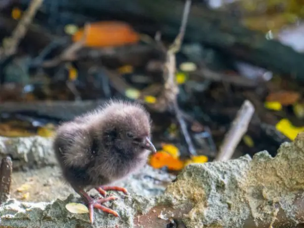 Neuseeländischer Weka Bird