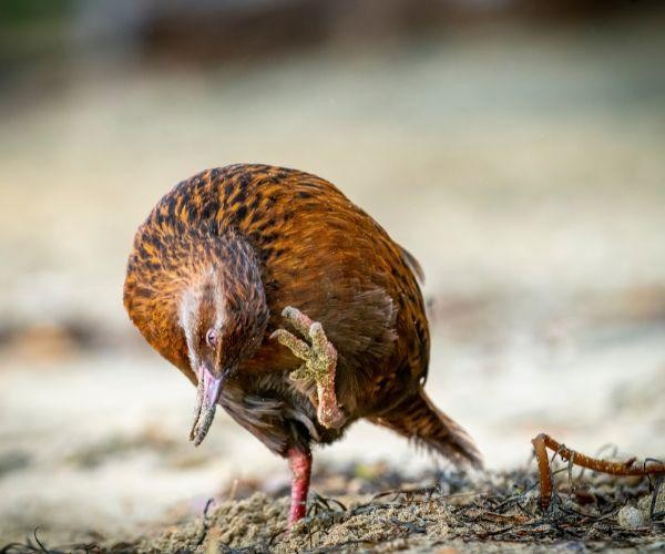 Nz south stewart island wildlife weka sydney cove
