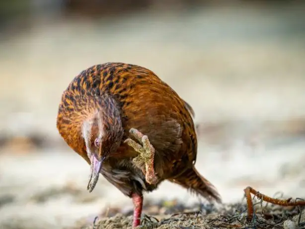 Nz south stewart island wildlife weka sydney cove