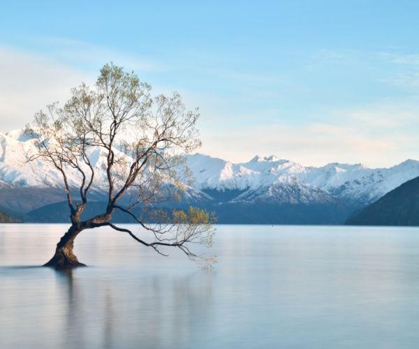 Nz-south-wanaka-lone willow tree