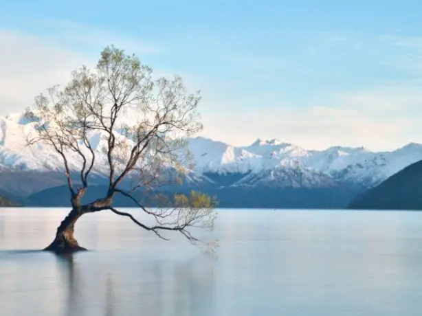 Nz-south-wanaka-lone willow tree