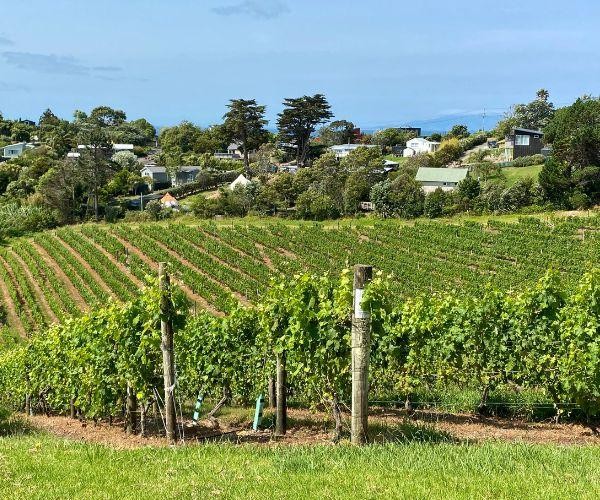 Nz north waiheke ontangi bay vineyard view