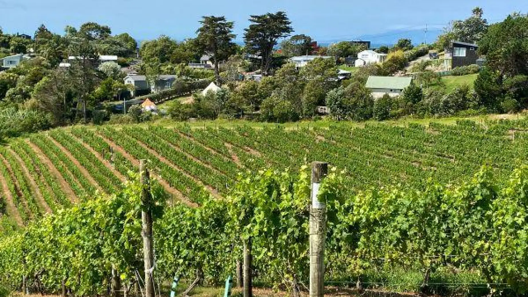 Nz north waiheke ontangi bay vineyard view