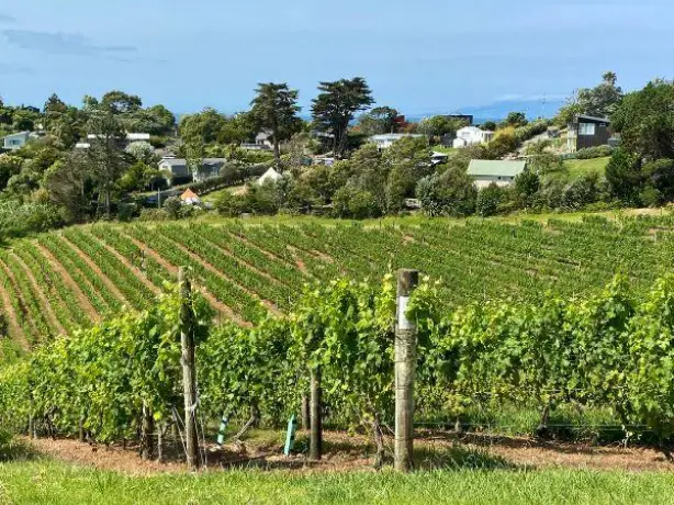 Nz north waiheke ontangi bay vineyard view