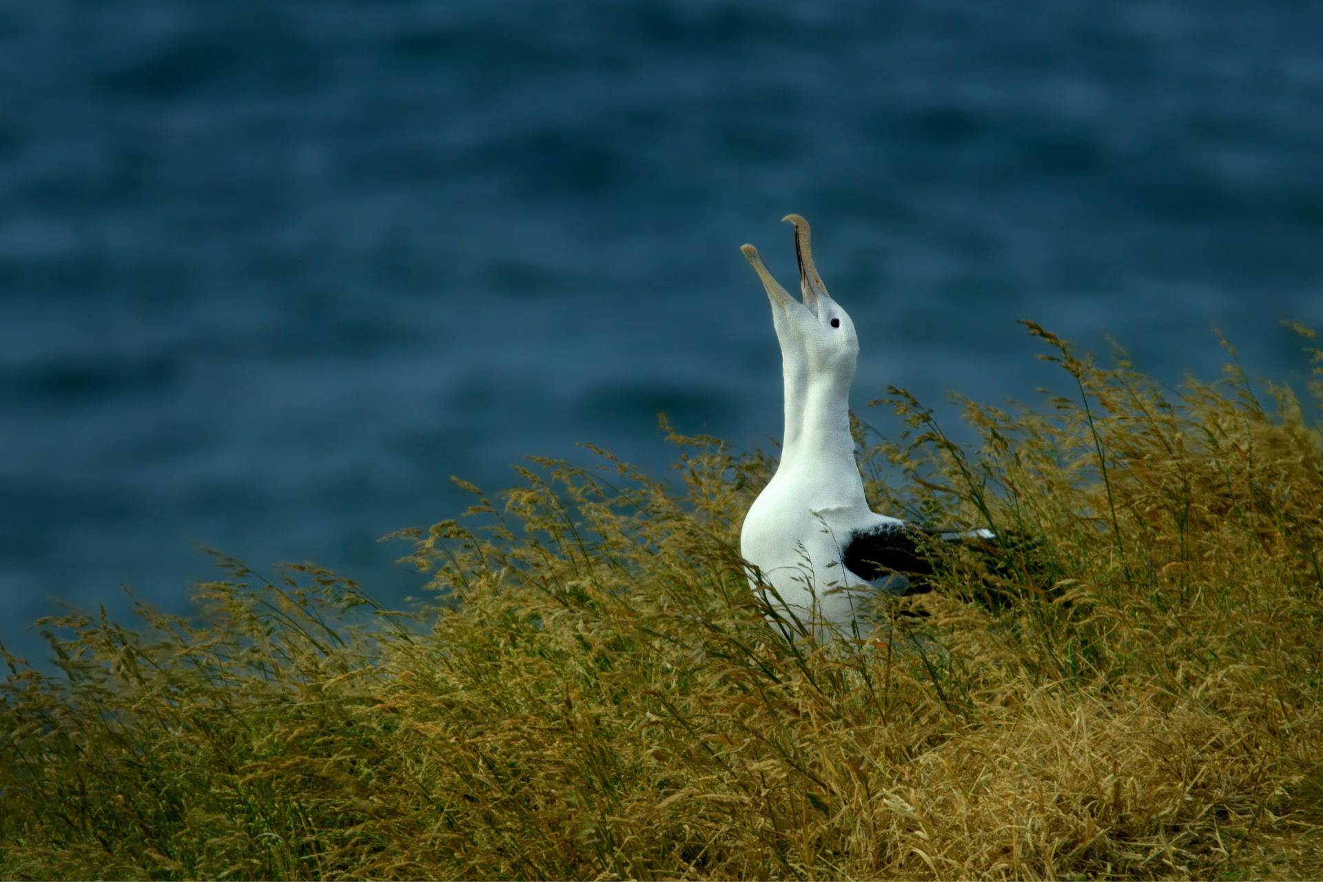Newzealand south dunedin albatros