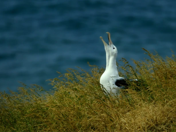 Newzealand south dunedin albatros