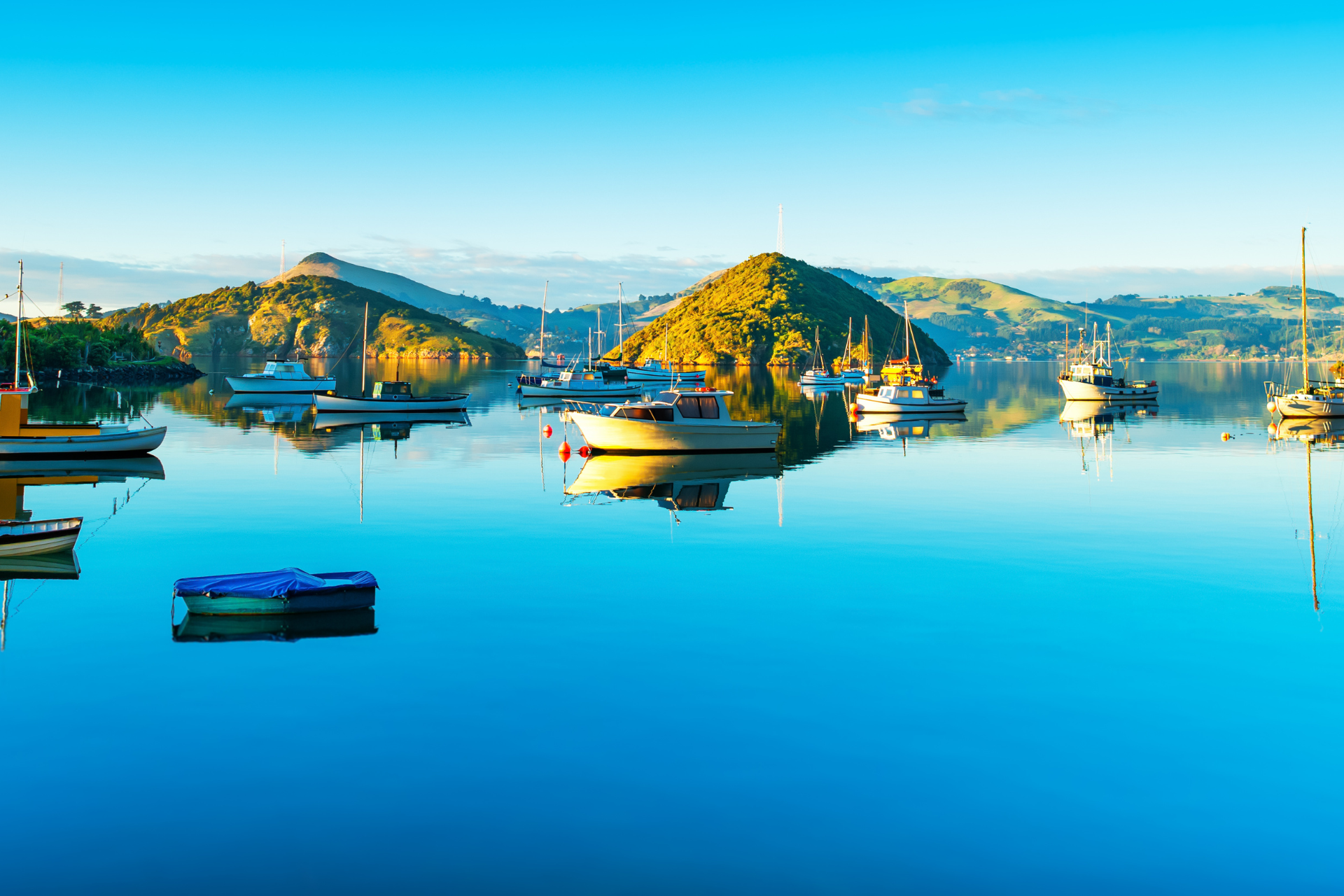 Newzealand south dunedin portchalmers