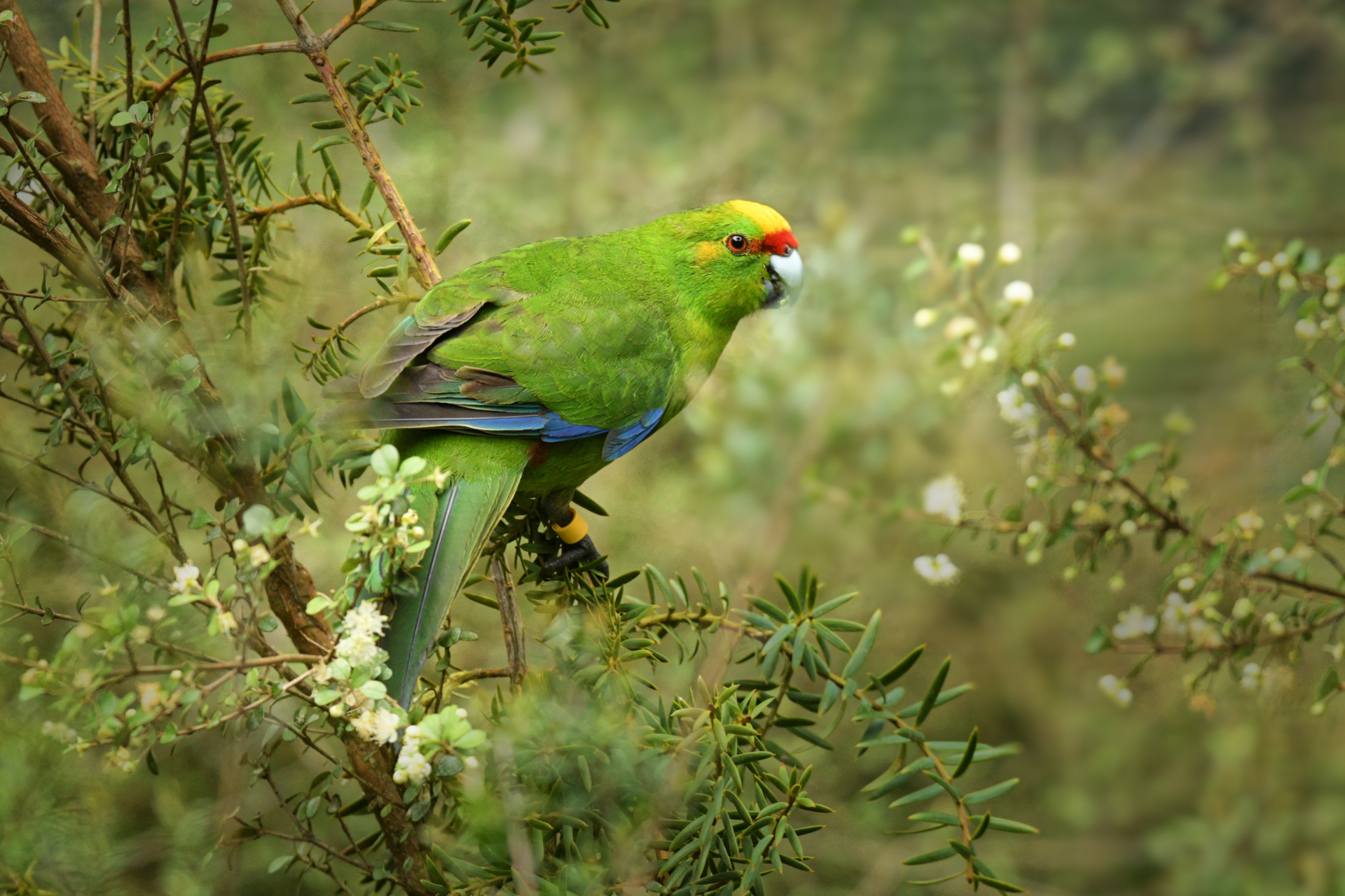 Newzealand south mountaspiring parakeet