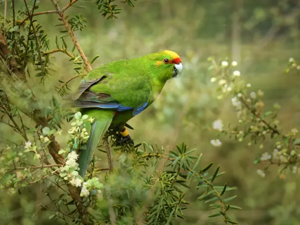 Newzealand south mountaspiring parakeet