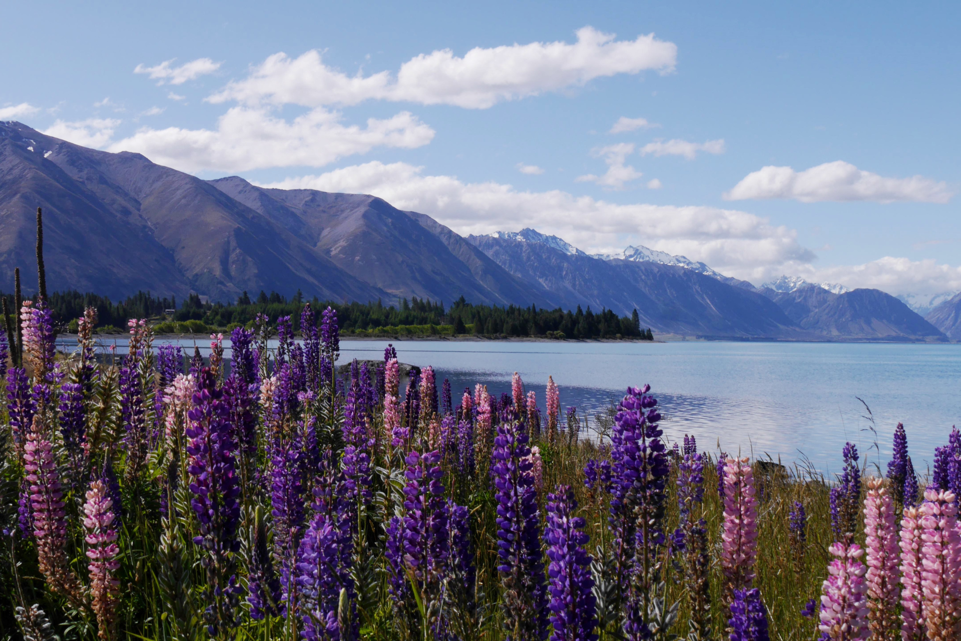 Newzealand south mountcook field