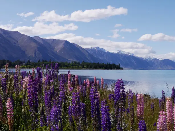 Newzealand south mountcook field