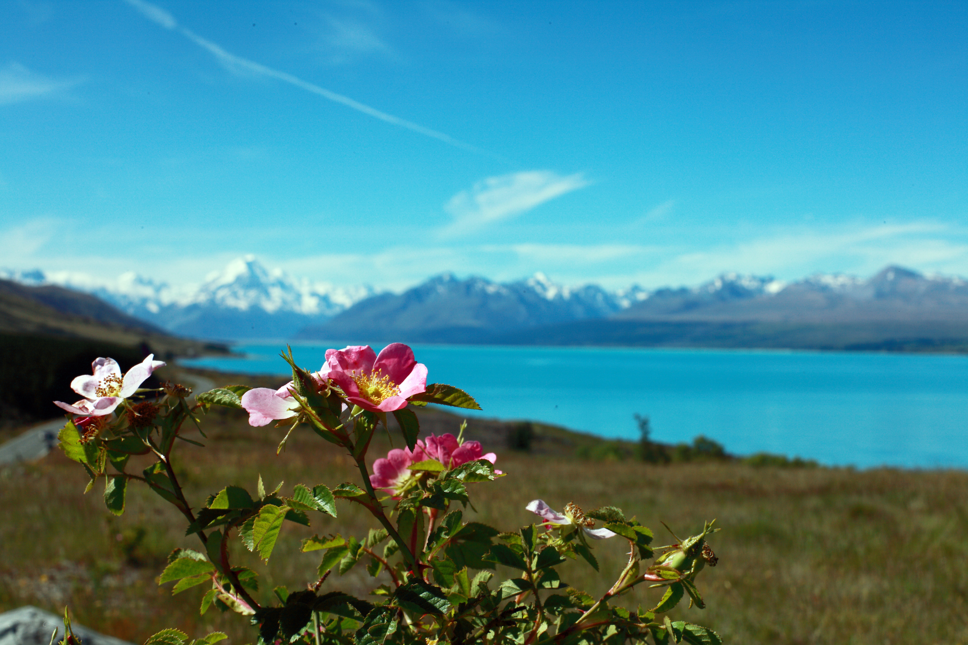 Rosa Blumen blühen zwischen schneebedeckten Bergen und blauen Seen im Aoraki National Park in Neuseeland