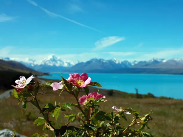 Rosa Blumen blühen zwischen schneebedeckten Bergen und blauen Seen im Aoraki National Park in Neuseeland
