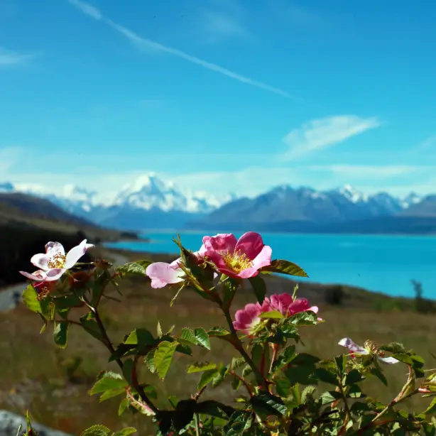 Pink flowers bloom among snowy mountains and blue lakes in Aoraki National Park in New Zealand