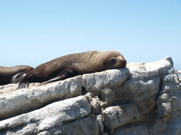 newzealand-south-kaikoura-seal