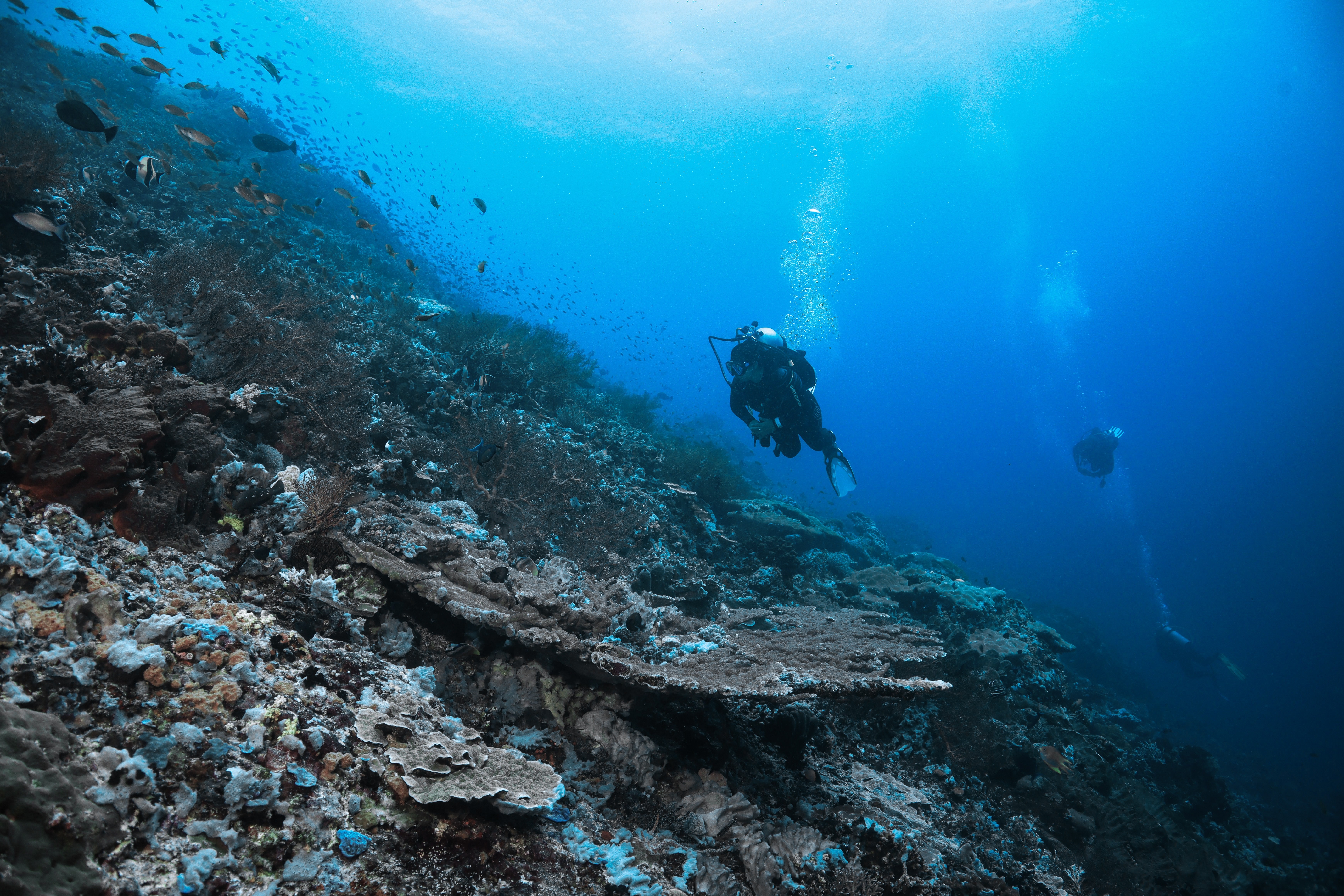 newzealand-south-fiordland-scubadiving
