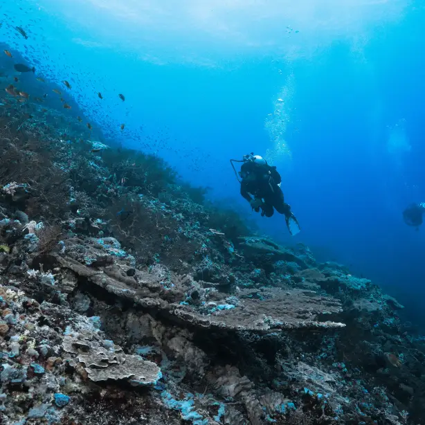 newzealand-south-fiordland-scubadiving