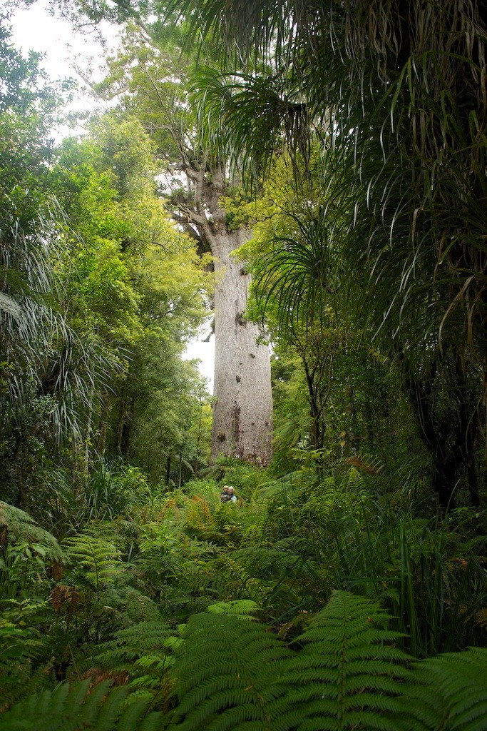 nz Tane mahuta kauri tree new zealand discoverpage
