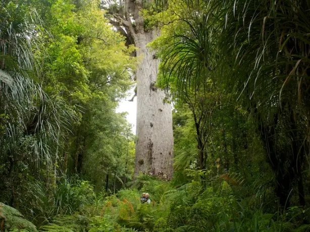 nz Tane mahuta kauri tree new zealand discoverpage