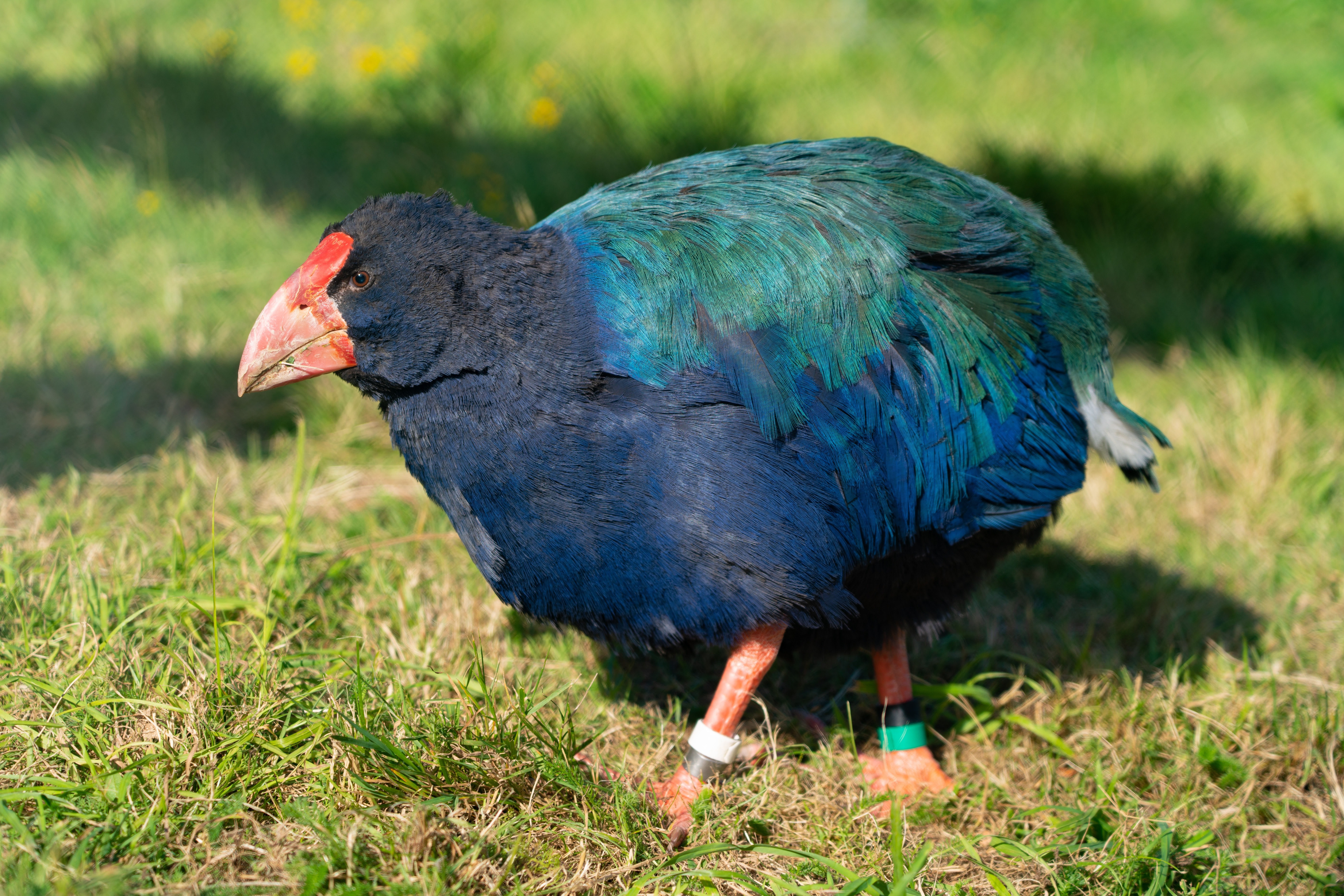 newzealand-south-fiordland-takahē