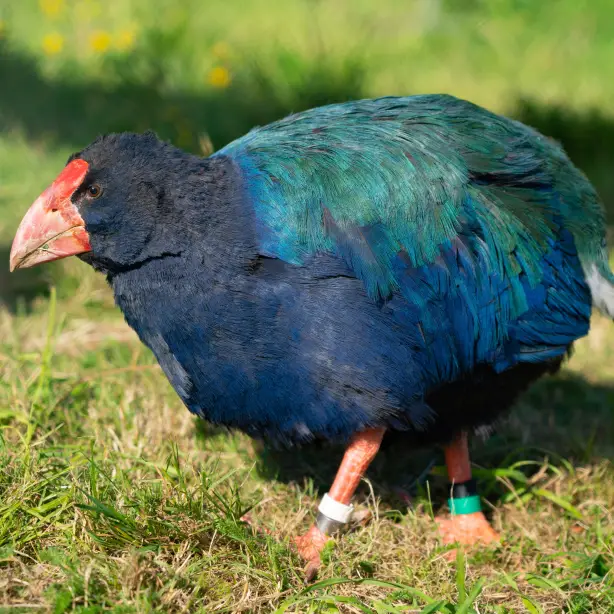 newzealand-south-fiordland-takahē