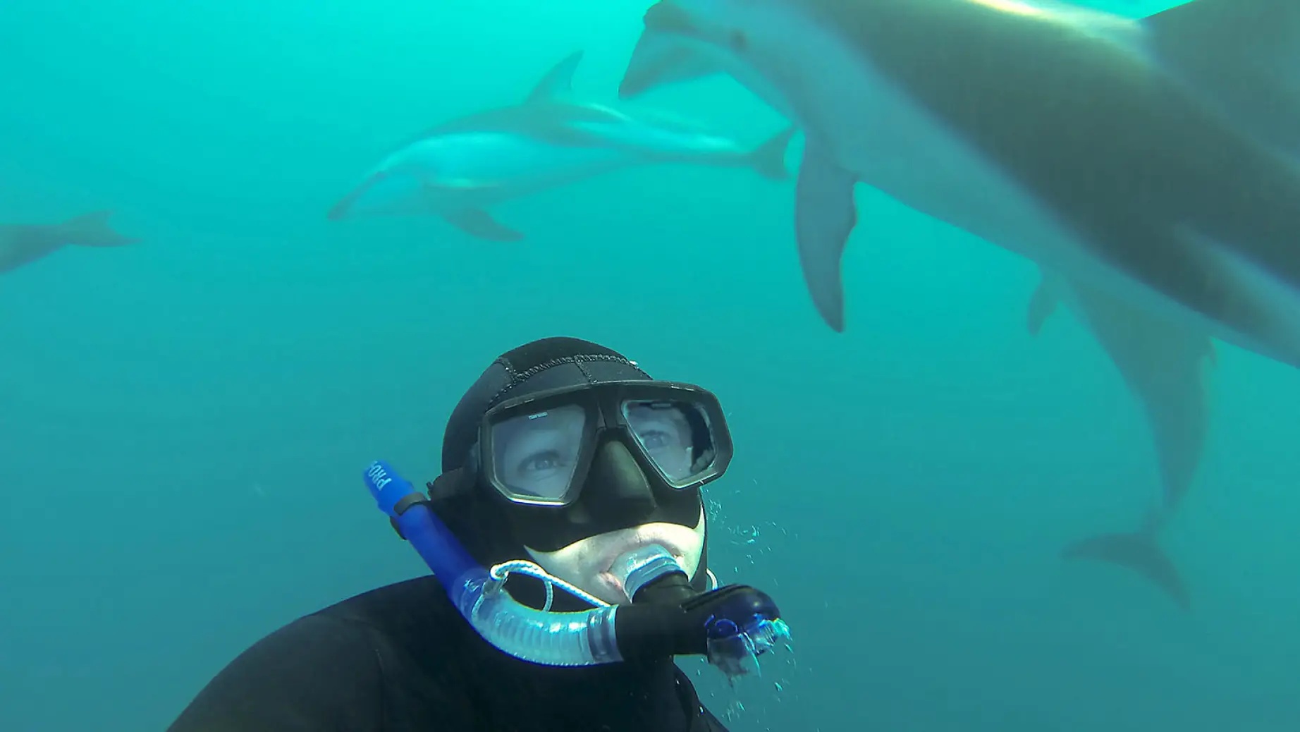 Eine Unterwasseraufnahme einer Person beim Schnorcheln, umgeben von Delfinen in Kaikoura, Neuseeland