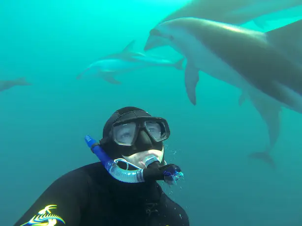 Eine Unterwasseraufnahme einer Person beim Schnorcheln, umgeben von Delfinen in Kaikoura, Neuseeland