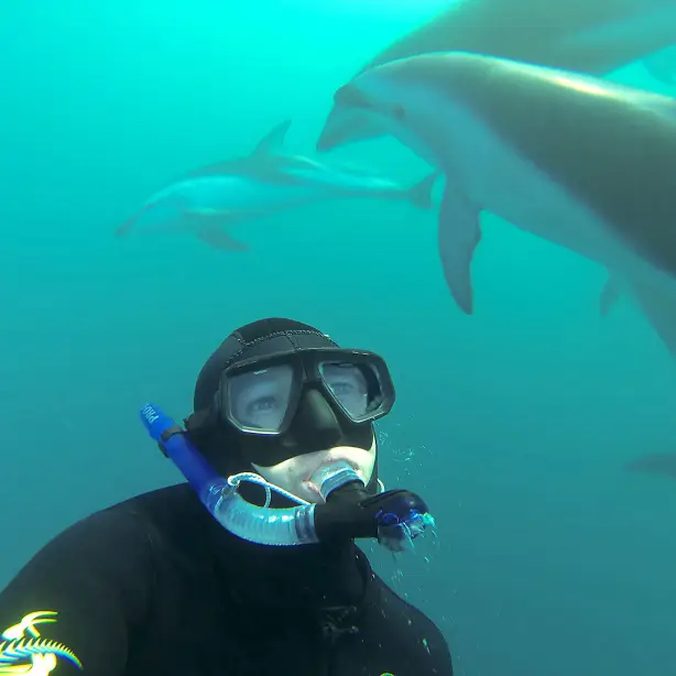 Eine Unterwasseraufnahme einer Person beim Schnorcheln, umgeben von Delfinen in Kaikoura, Neuseeland
