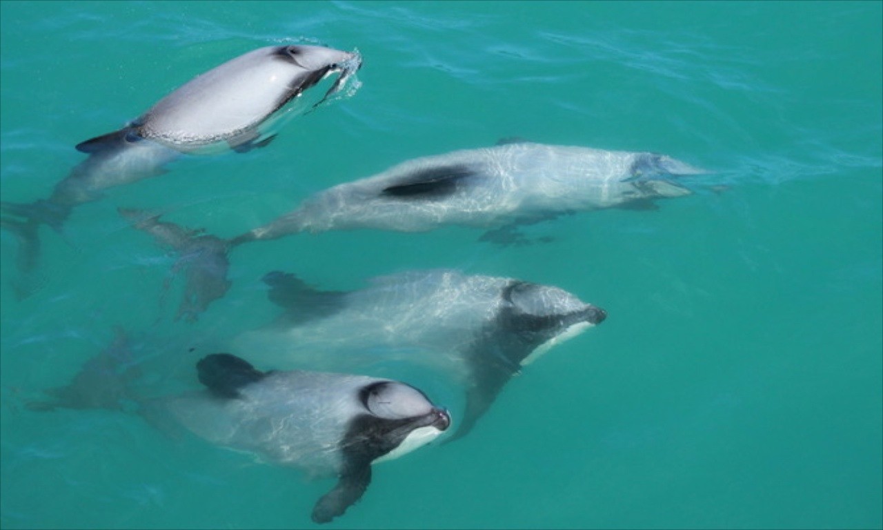 NZ - Akaroa