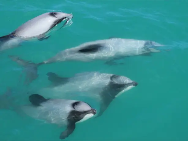 NZ - Akaroa