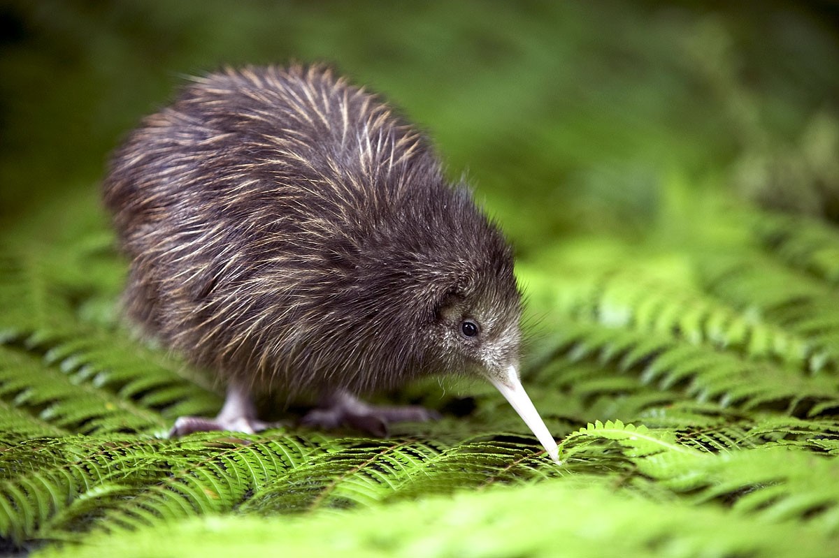 A kiwi standing on a floor of fern leaves on Stewart Island in New Zealand