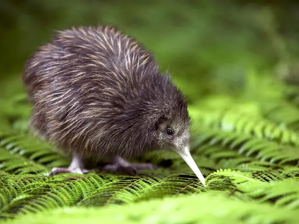 A kiwi standing on a floor of fern leaves on Stewart Island in New Zealand