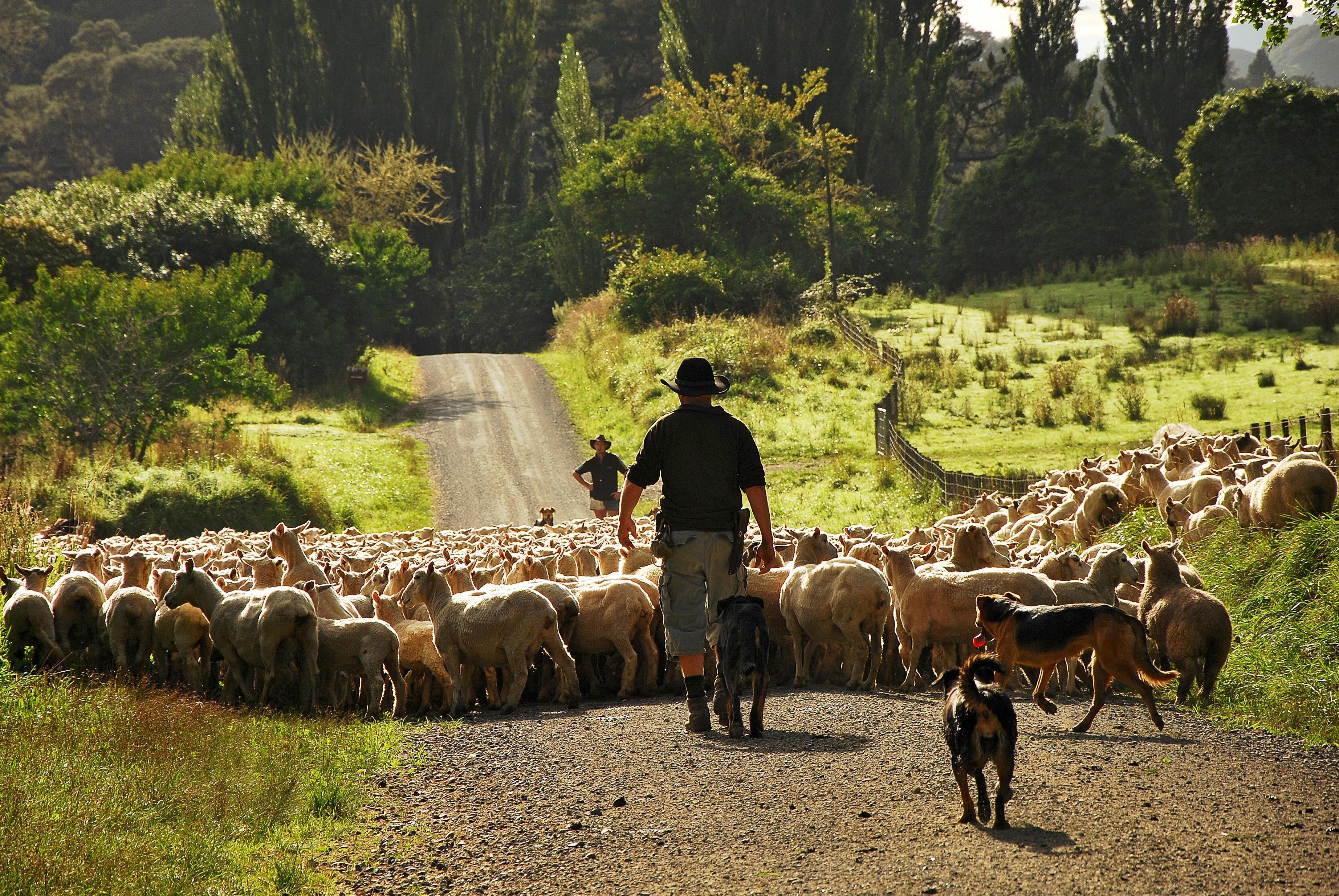 Nz owahngo farm lodge sheep family stays very comfortable