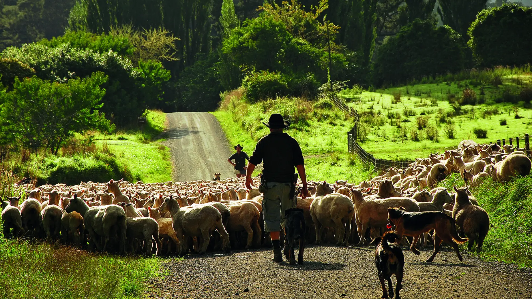 Nz blue duck station farmers sheep family header
