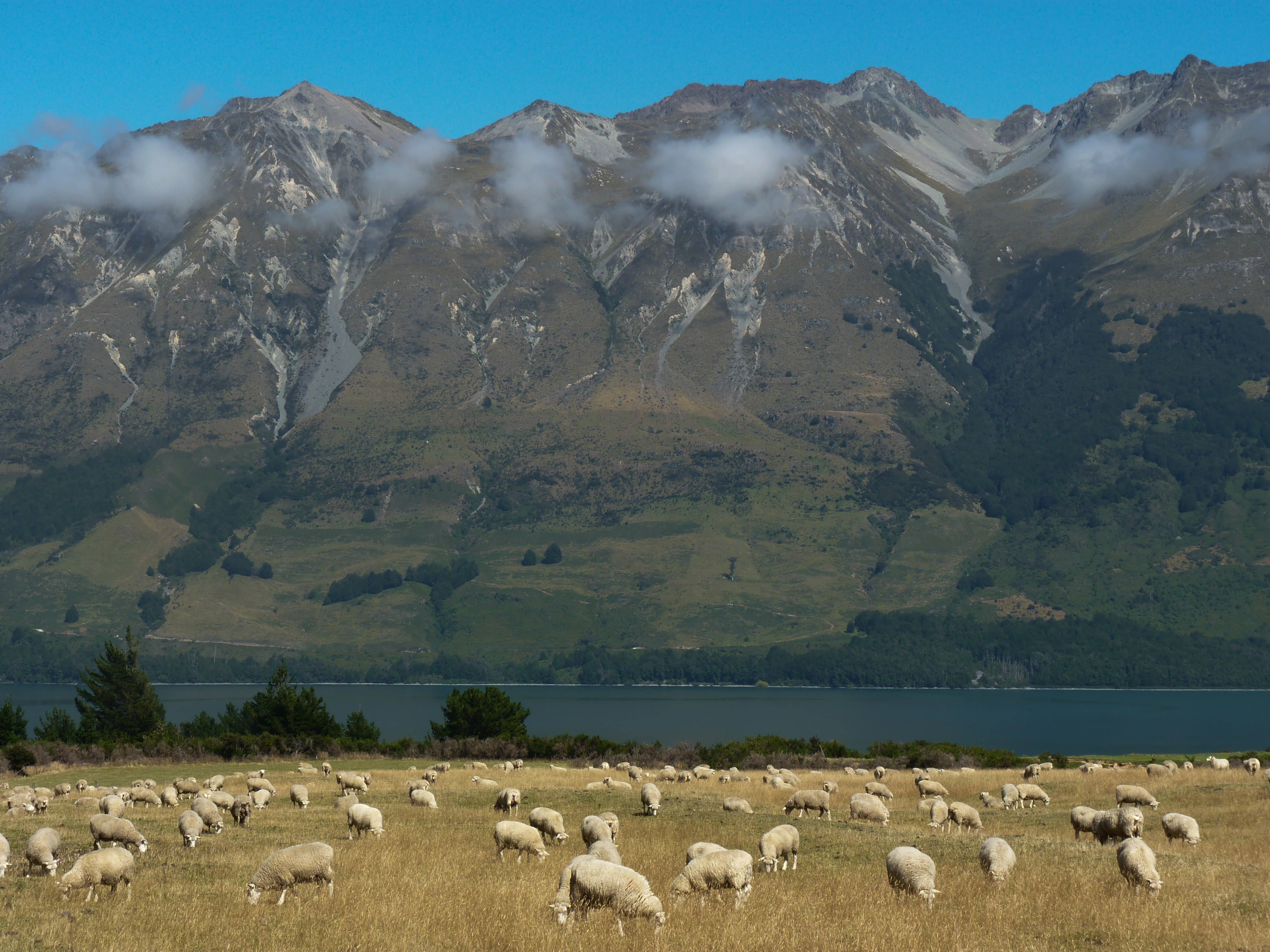 Schafe weiden auf einer Wiese vor der Kulisse der Berge in Glenorchy, Neuseeland.