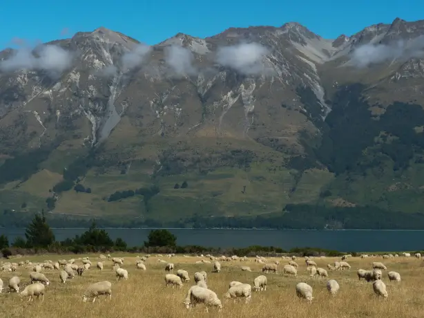 Schafe weiden auf einer Wiese vor der Kulisse der Berge in Glenorchy, Neuseeland.