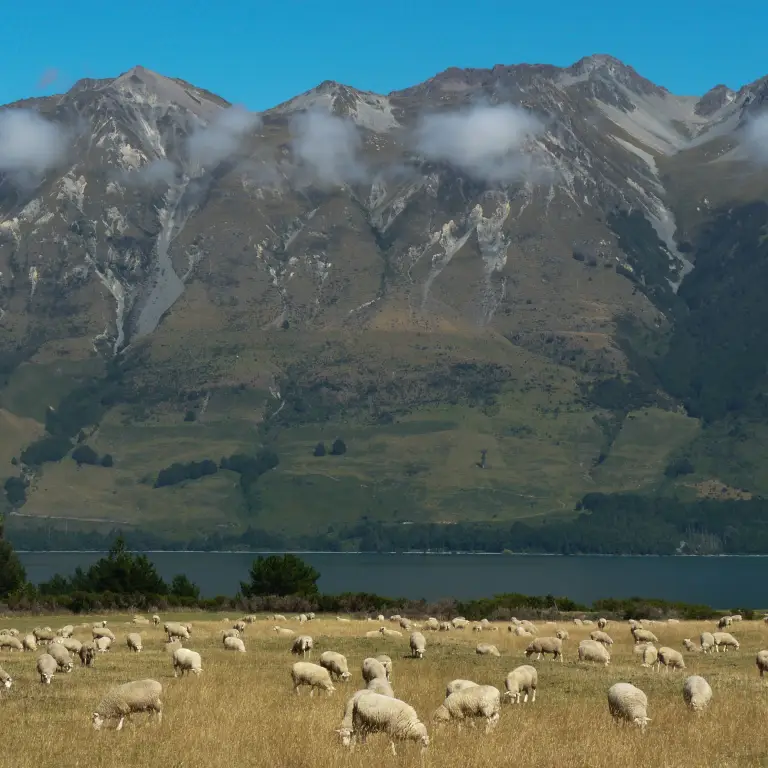 Sheep grazing in a field with a backdrop of mountains in Glenorchy, New Zealand