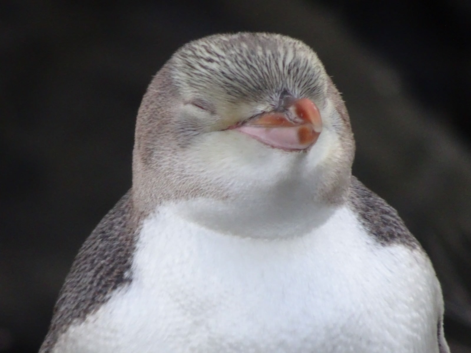 Nz penguin barton matthews21 family length of holiday