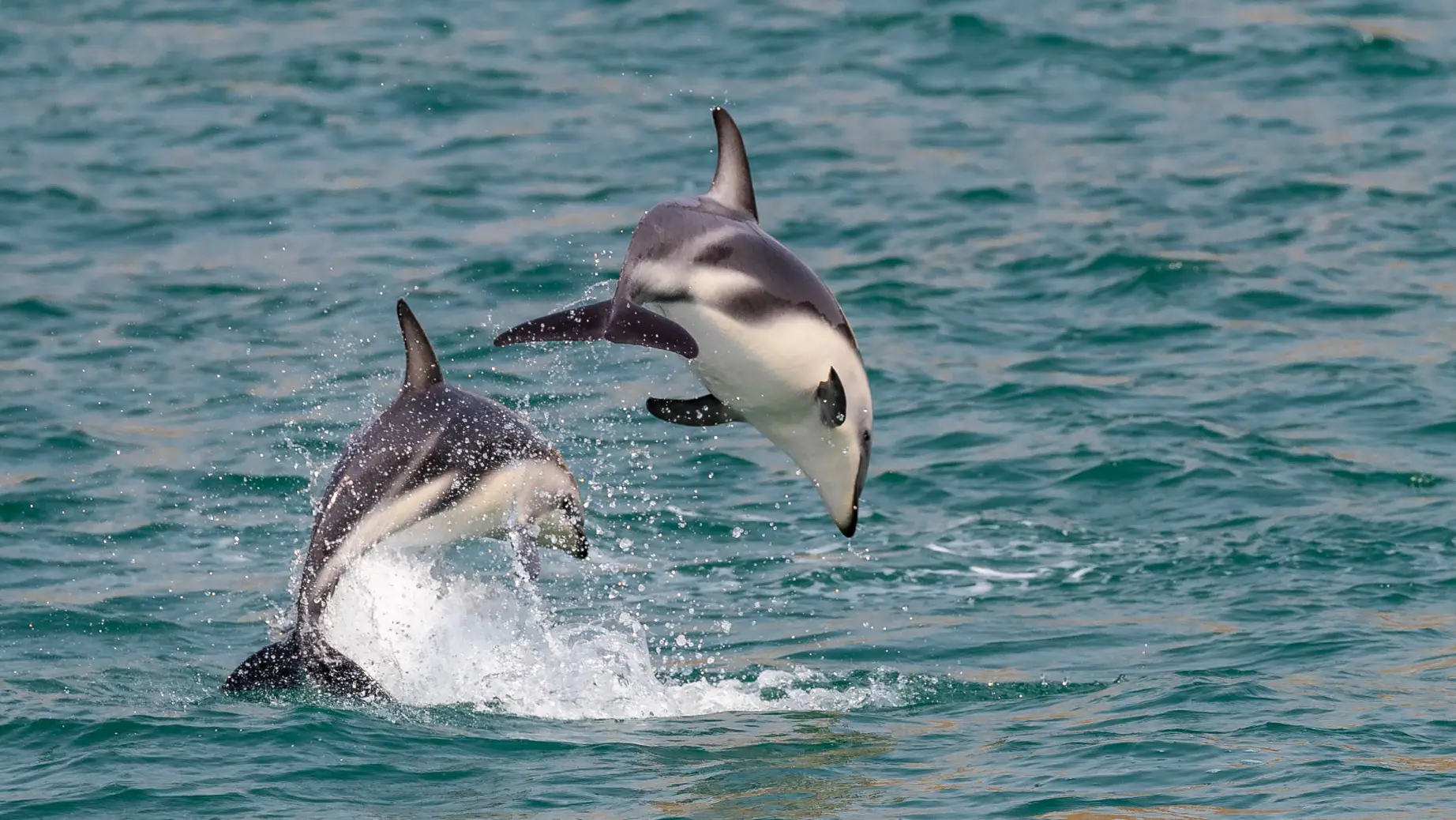 Nz dolphins kaikoura family teenagers header