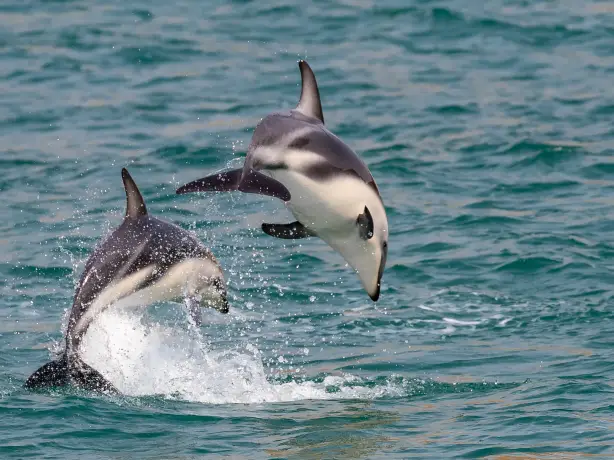 Nz dolphins kaikoura family teenagers header