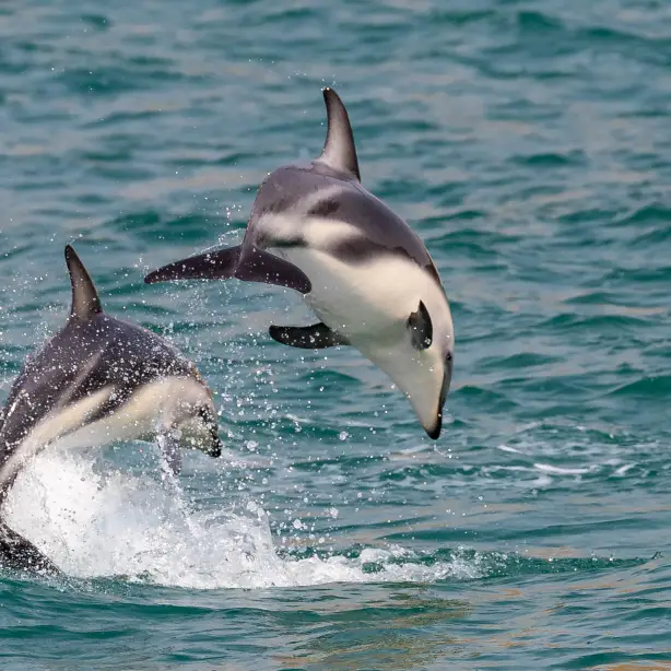 Nz dolphins kaikoura family teenagers header
