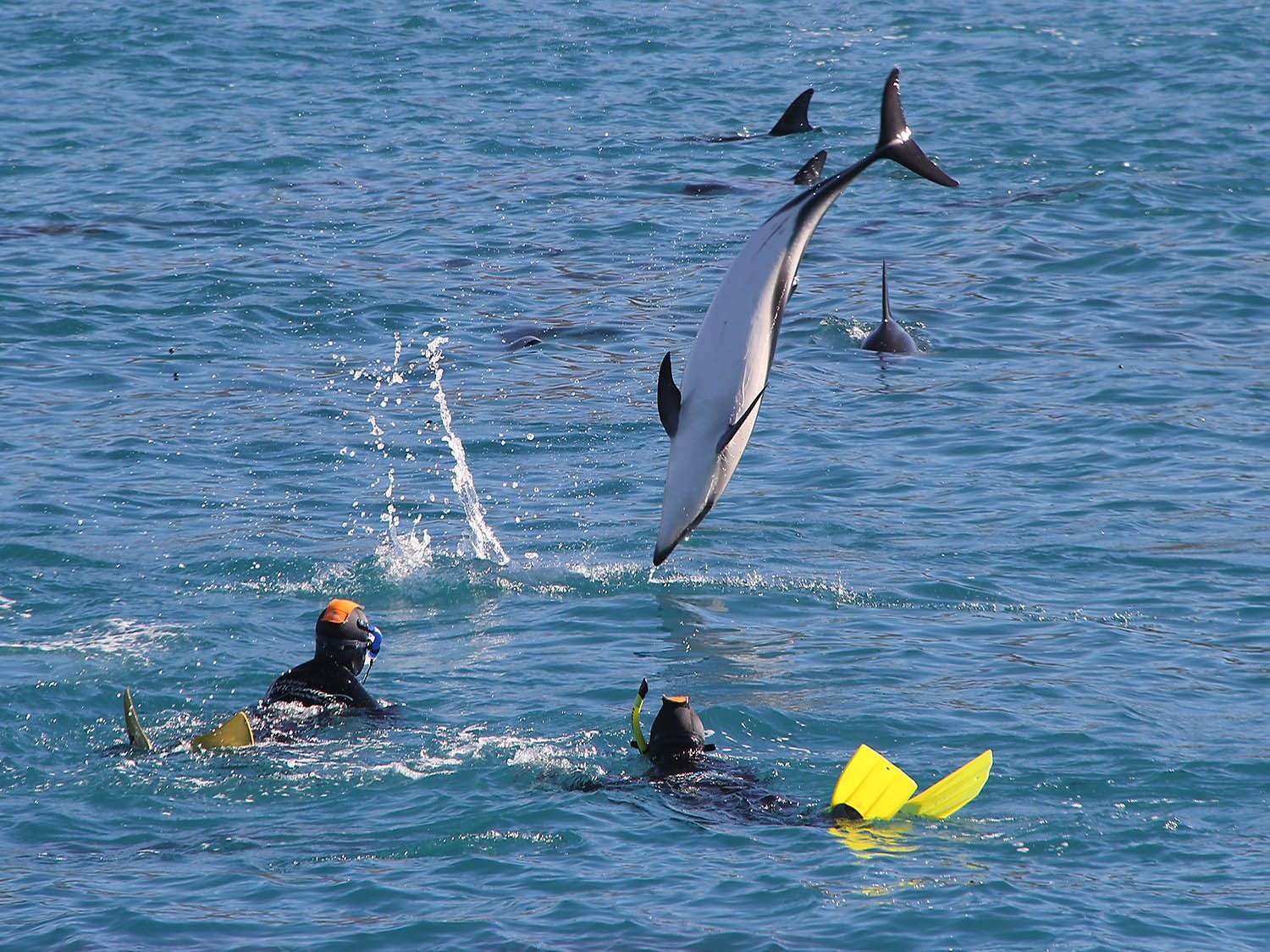neuseeland südinsel kaikoura tauchen schwimmen mit delfinen delfin springt aus wasser