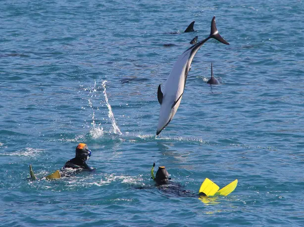neuseeland südinsel kaikoura tauchen schwimmen mit delfinen delfin springt aus wasser