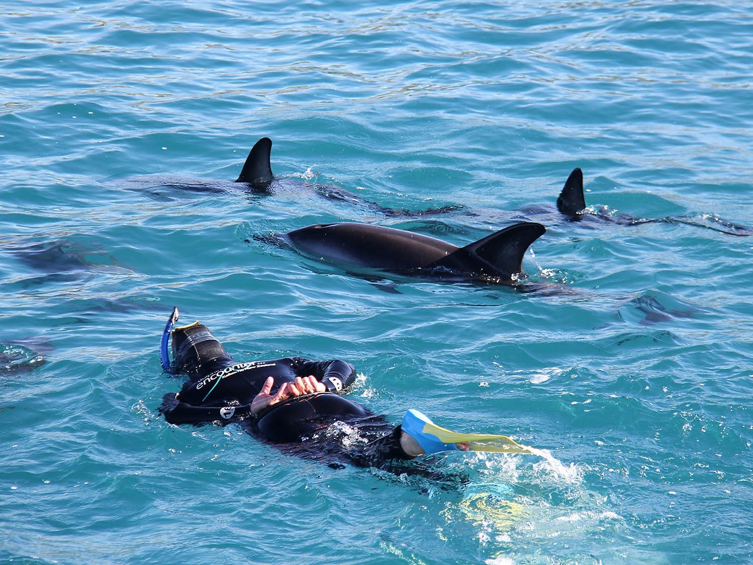 Eine Person beim Schnorcheln und Schwimmen mit Delfinen in Neuseeland