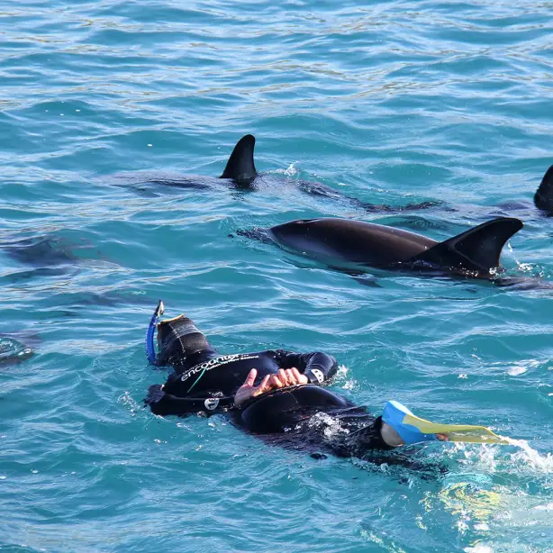 A person snorkelling and swimming with dolphins in New Zealand